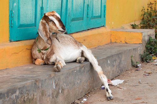 animal  goat  india