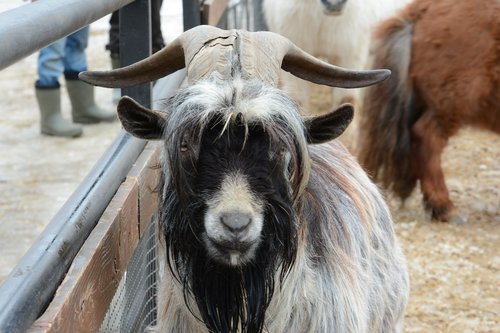 animal  goat  russia