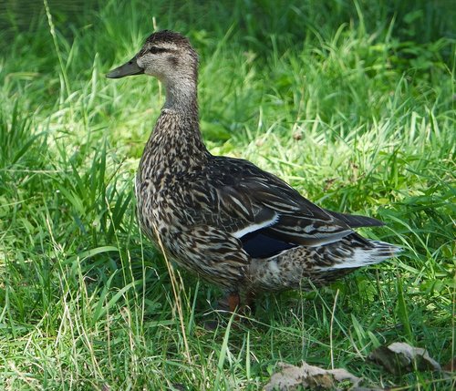 animal  bird  water bird