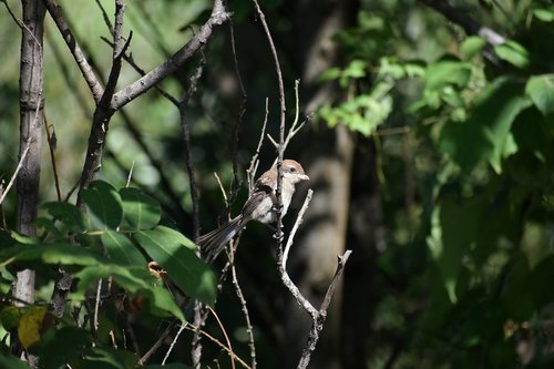 animal  forest  wood