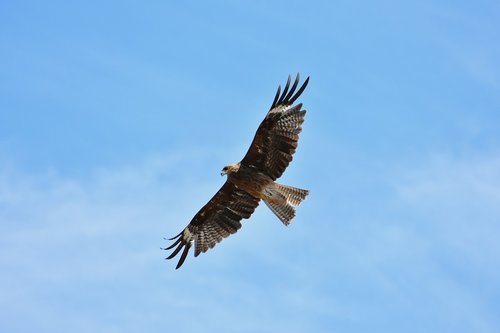 animal  sky  bird