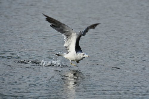 animal  sea  beach