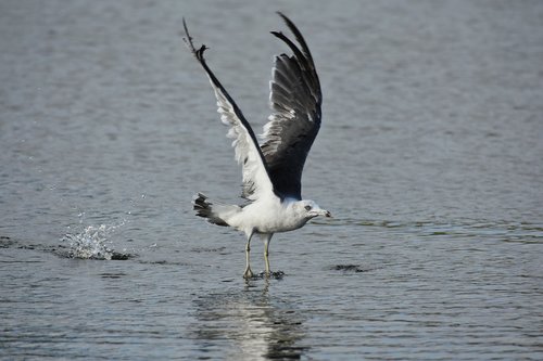 animal  sea  beach