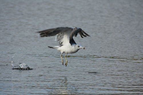 animal  sea  beach