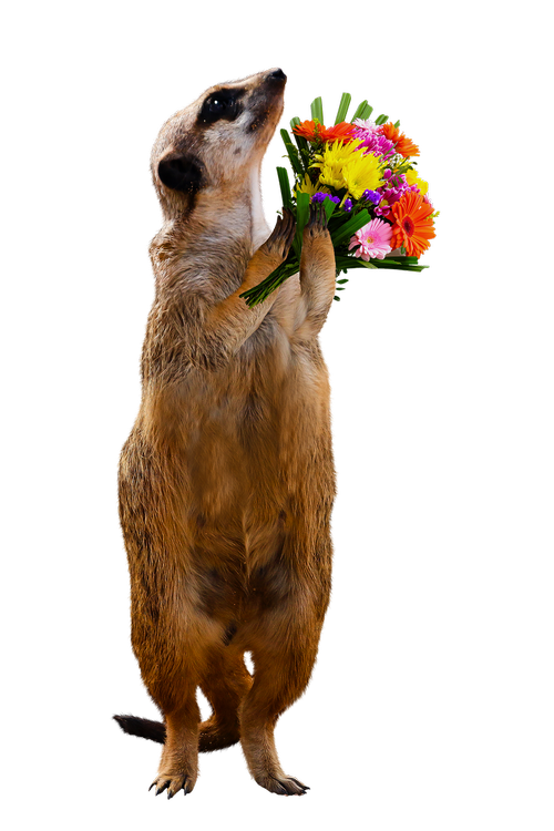 animal  meerkat  bouquet