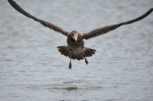 animal  sea  beach