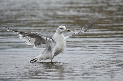 animal  sea  beach