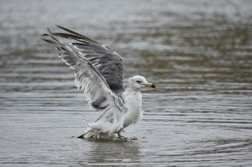 animal  sea  beach