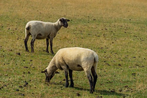 animal  sheep  nature
