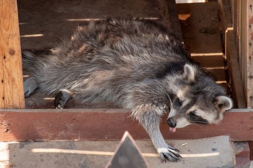 animal  funny  raccoon