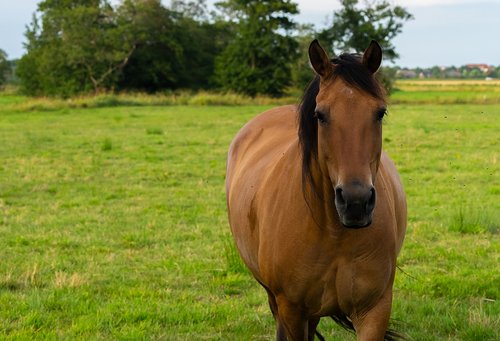 animal  horse  nature