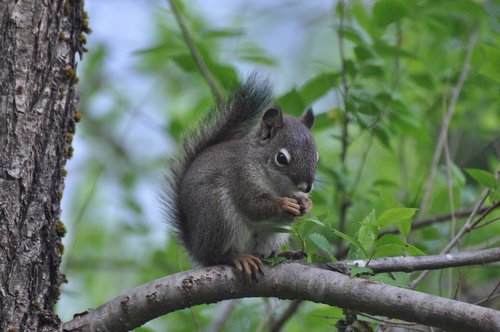 animal  squirrel  nature