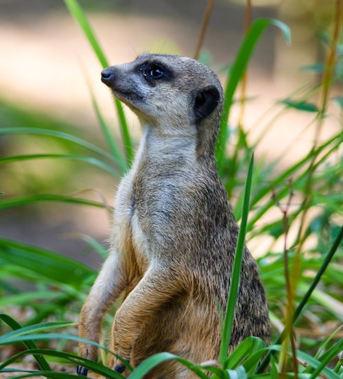 animal  meerkat  curious