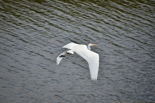 animal  river  waterside