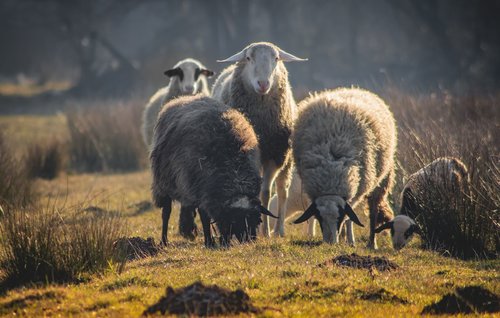 animal  sheep  nature