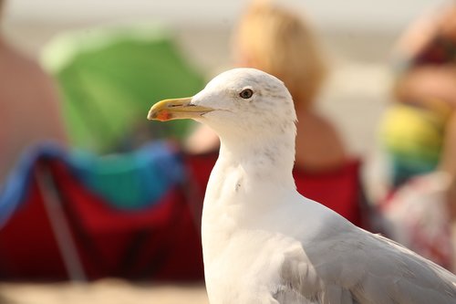 animal  seagull  bird