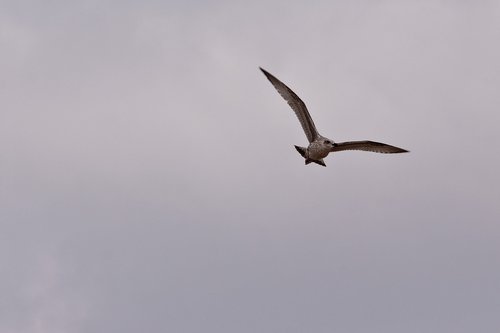 animal  flying  seagull