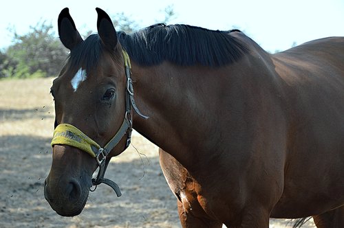 animal  horse  mare