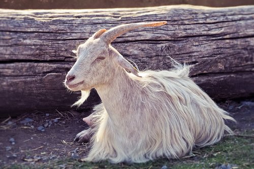 animal  goat  horns