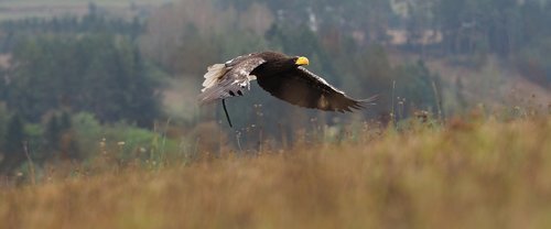 animal  bird  eagle