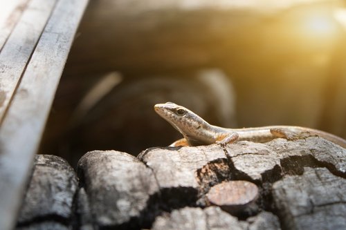 animal  thailand  nature