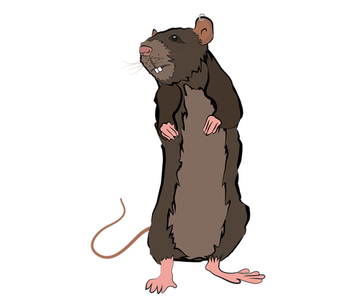 animal  rat  nature