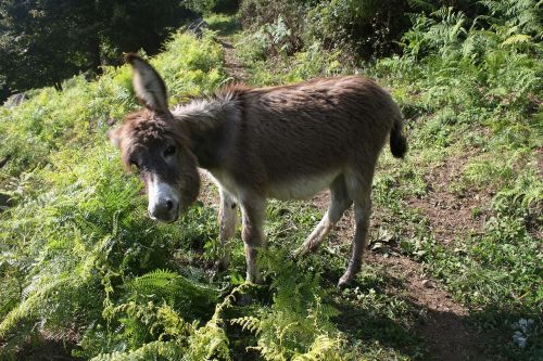 animal donkey young