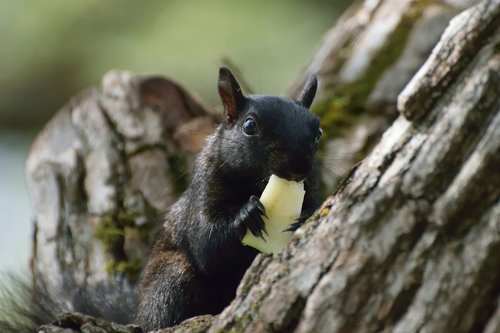 animal  squirrel  nature