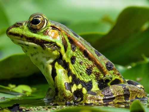 animal  frog  amphibian