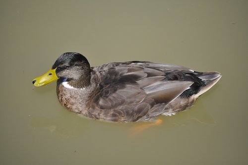 animal  duck  nature