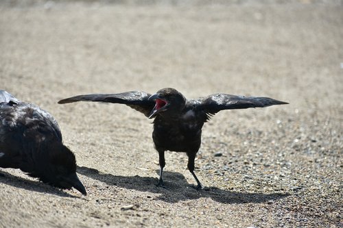 animal  beach  bird