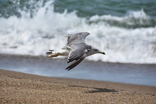 animal  sea  beach