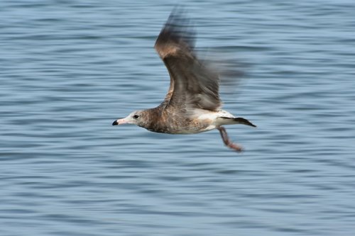 animal  sea  bird