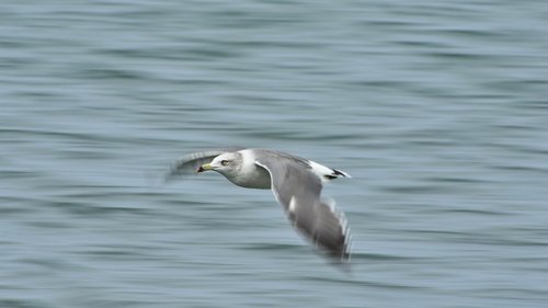 animal  sea  bird