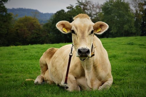 animal  livestock  cow