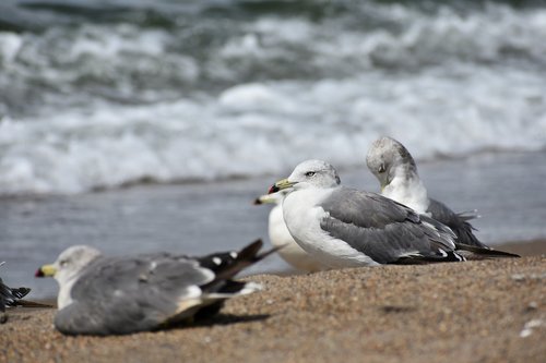 animal  sea  beach