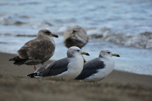 animal  sea  beach