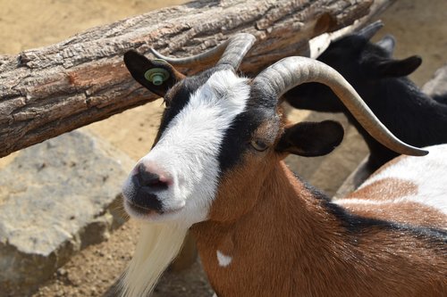 animal  nature  goat