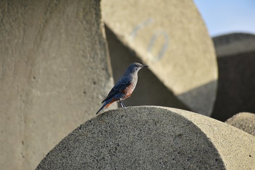 animal  sea  beach