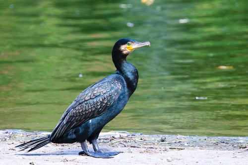 animal  bird  cormorant