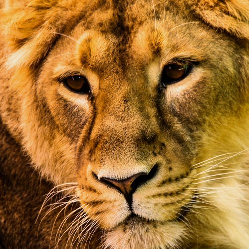 animal  predator  lion