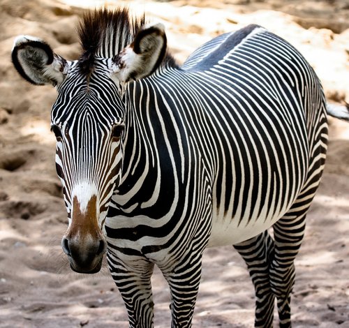 animal  zebra  stripes