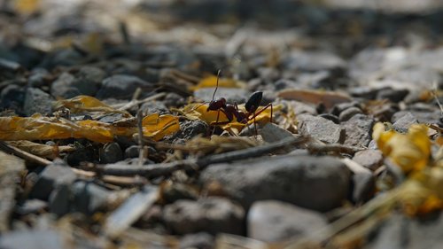 animal  ant  insect