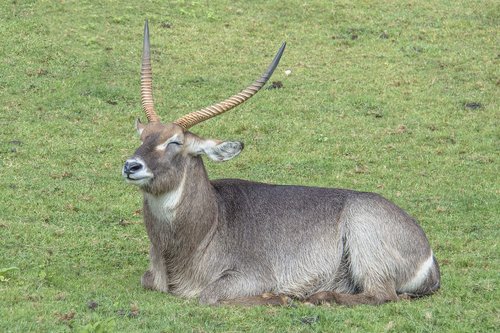 animal  cabarceno  zoo