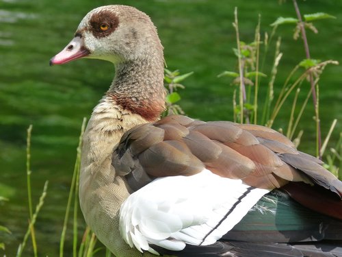 animal  goose  nature