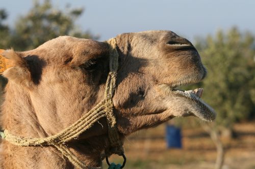 animal camel close-up