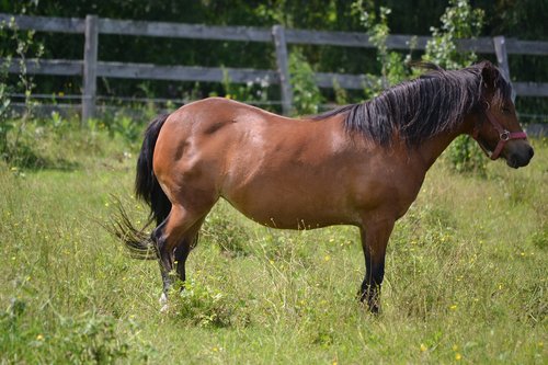 animal  bay  horse