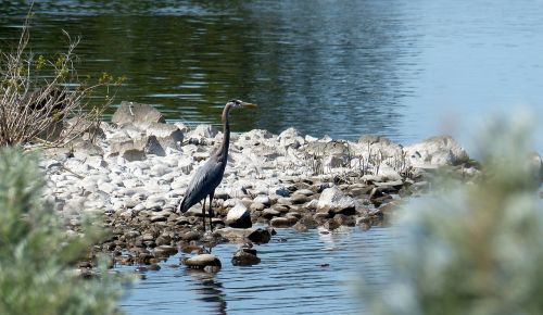 animal bird blue heron