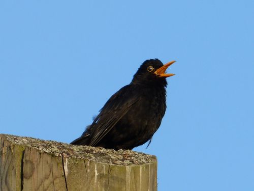 animal bird blackbird