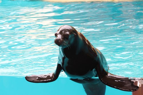 animal  seal  sea lion